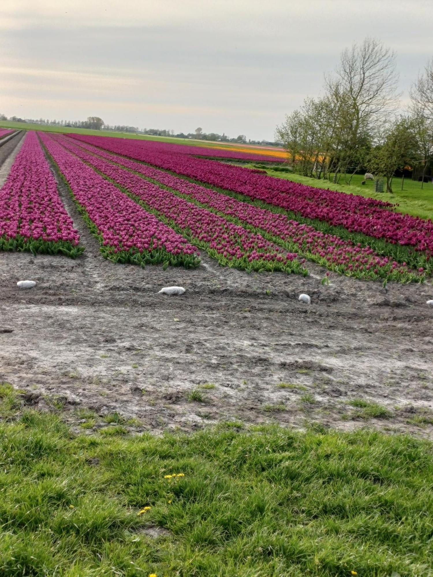 Vila Kota Wadway Spanbroek Exteriér fotografie
